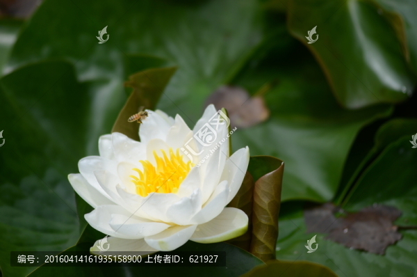 睡蓮荷花