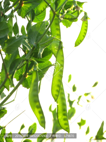 菜豌豆