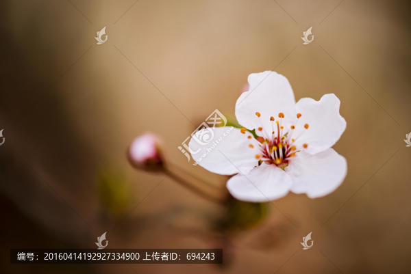 李花,白花,花朵,紫葉李,特