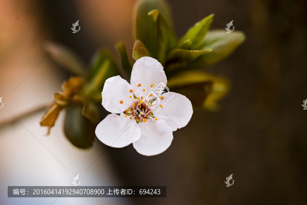 李花,白花,花朵,紫葉李,特