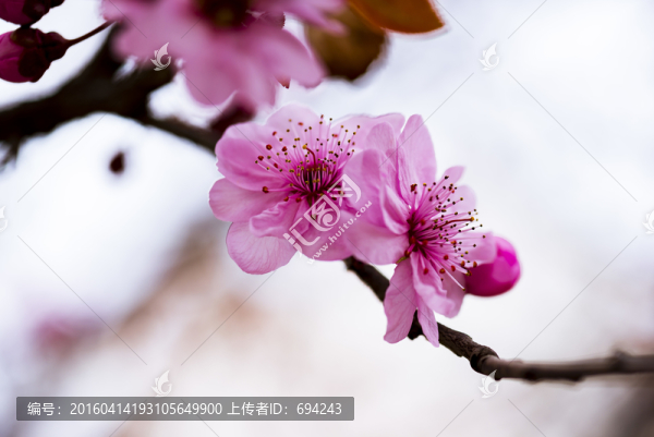 梅花,花朵,開放,盛開,花