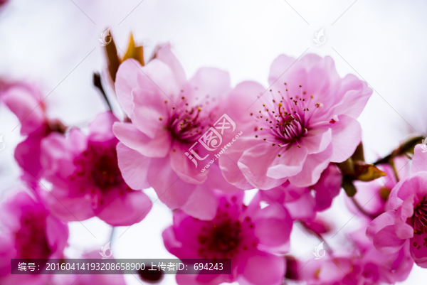 梅花,花卉,自然,花朵,特寫