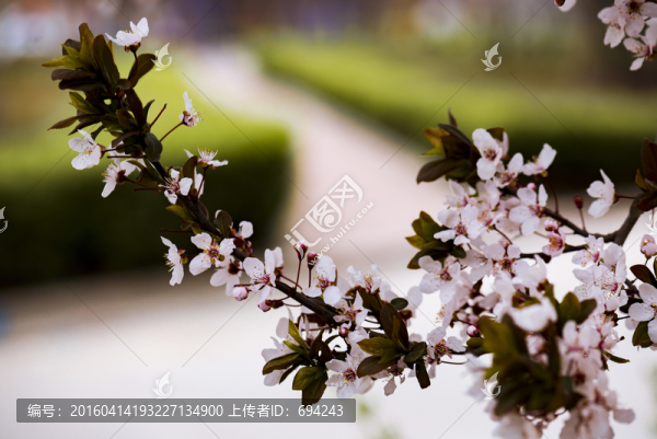 李花