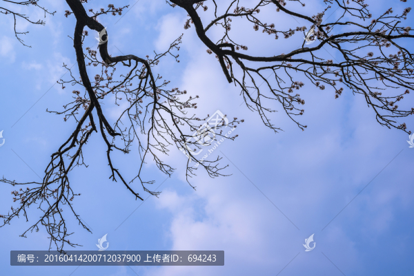 杏花,白色,寫生,春季