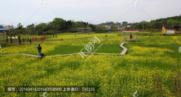 油菜花