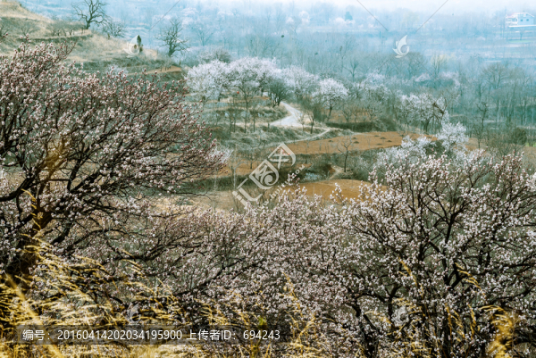 山村,杏花,白色,寫生,春季