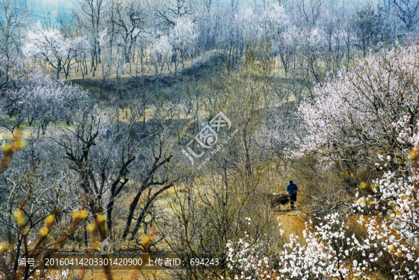山村,杏花,白色,寫生,春季