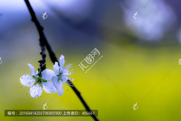 梨花