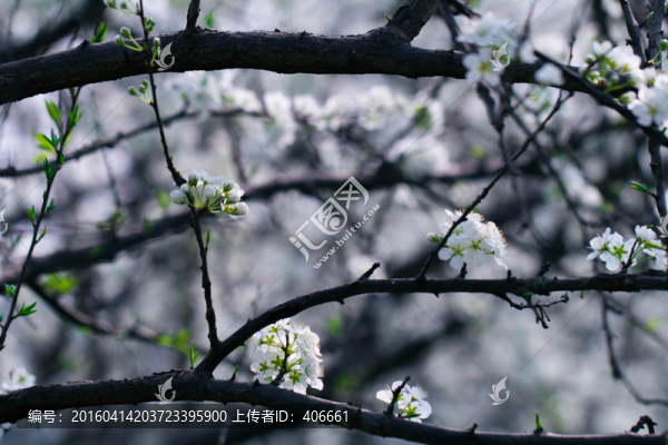 梨花