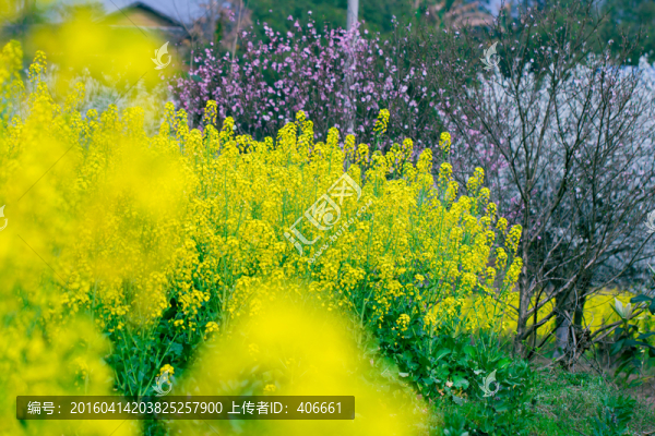 油菜花田
