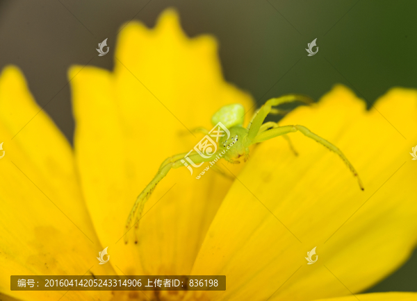 蜘蛛