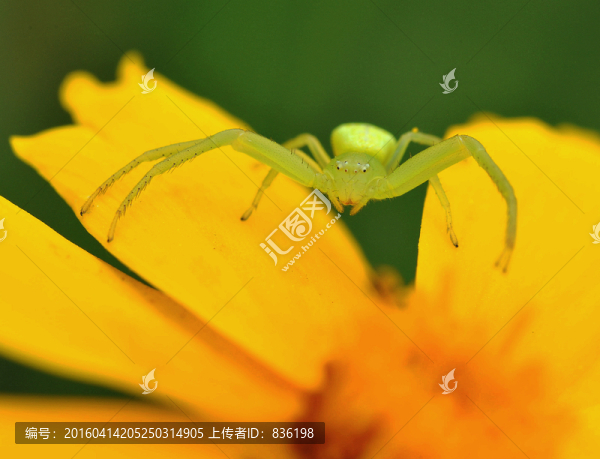 蜘蛛