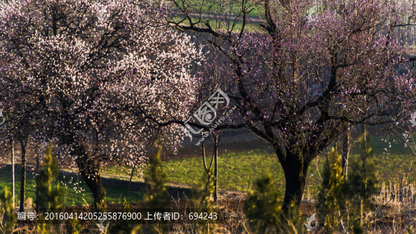 杏花,白色,寫(xiě)生,春季,日出