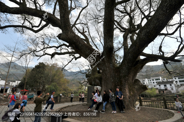 樟樹