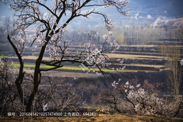 杏花,白色,寫(xiě)生,春季,日出