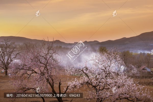 杏花,杏樹,春天,樹,山區(qū)