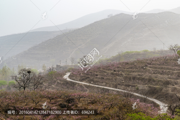 桃花,山村