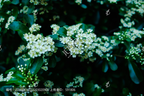 白色淡火棘花