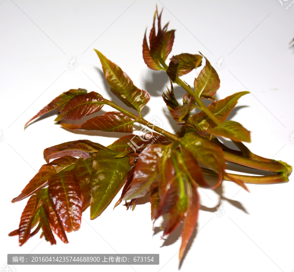 香椿芽