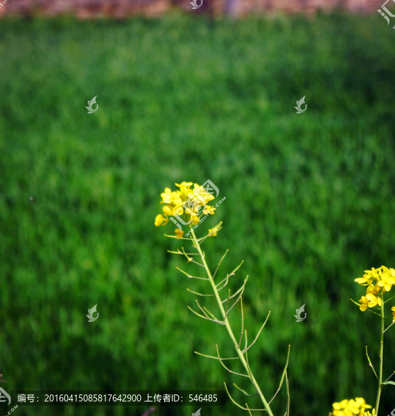 油菜花,麥田