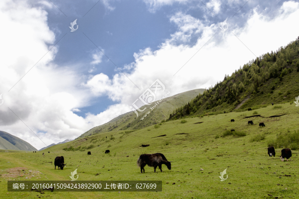 川西草原風(fēng)光