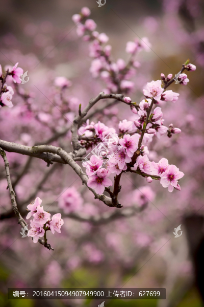 春天盛開(kāi)的桃花