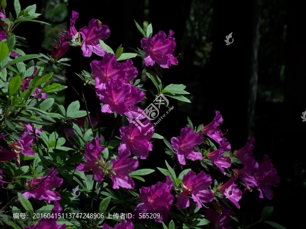 杜鵑花