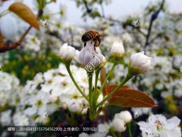 蜜蜂采梨花花粉