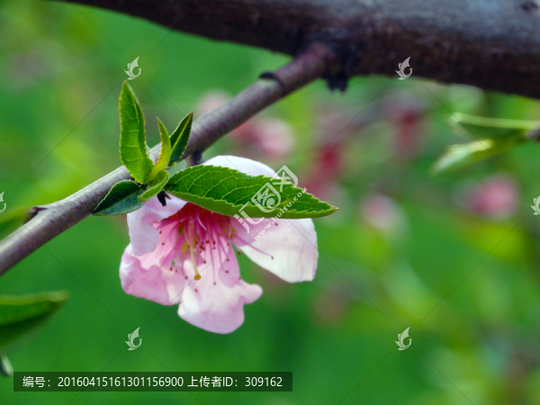 桃花