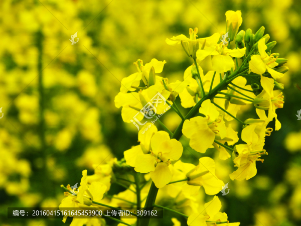 油菜花