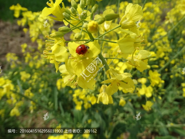 油菜花