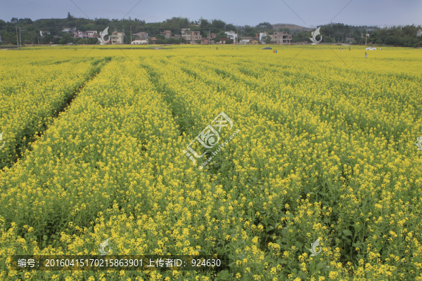 惠州博羅觀音閣油菜花