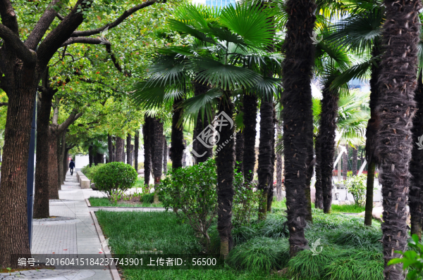 城市綠化