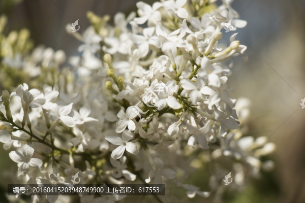 白色丁香花
