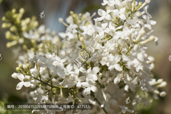 白色丁香花