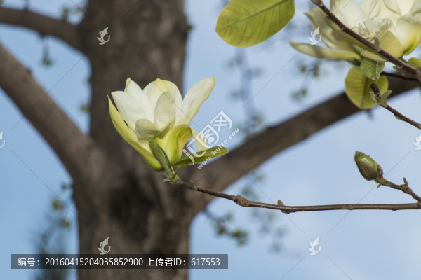 白玉蘭花