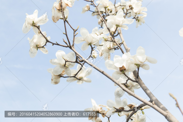 白玉蘭花