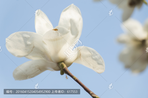 白玉蘭花