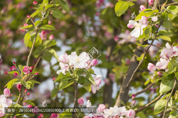 海棠花