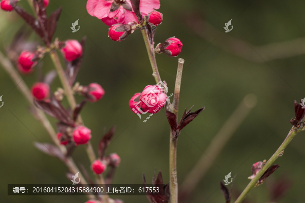 含苞待放的梅花