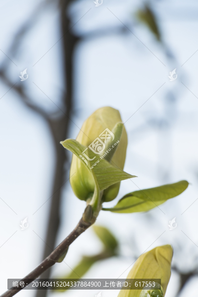含苞待放的玉蘭花骨朵