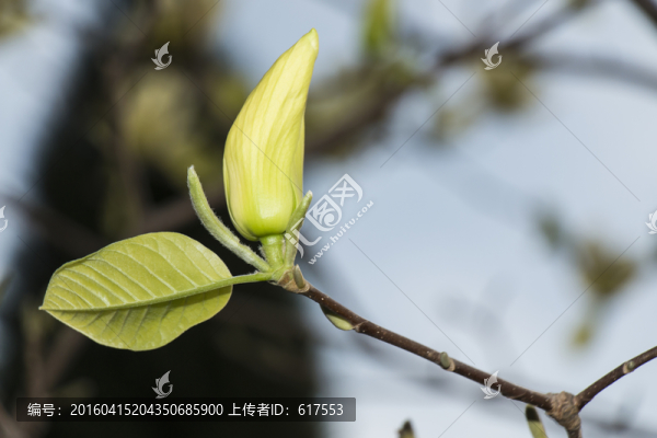 含苞待放的玉蘭花骨朵