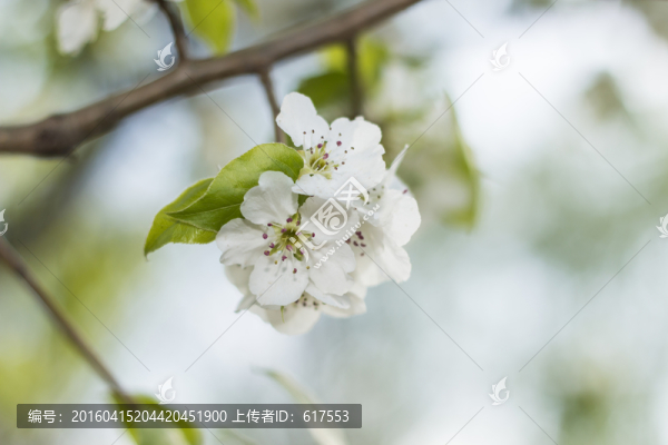 梨花