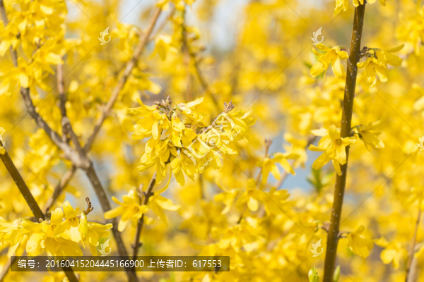 連翹花