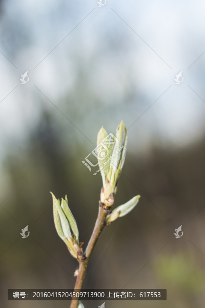 嫩芽