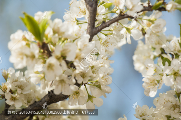 蘋(píng)果花
