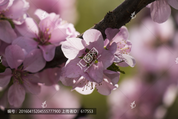 桃花