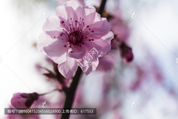 桃花杏花