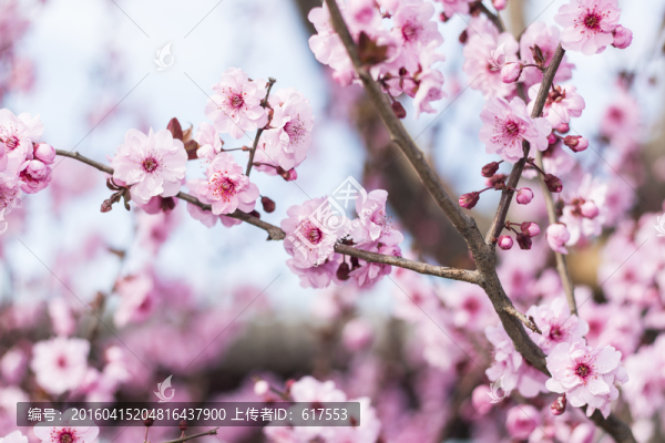 櫻花