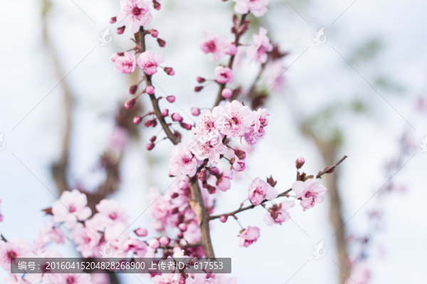 櫻花